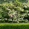 Actinidia Kolomikta Adam - Kiwi D'ornement MÃ¢le