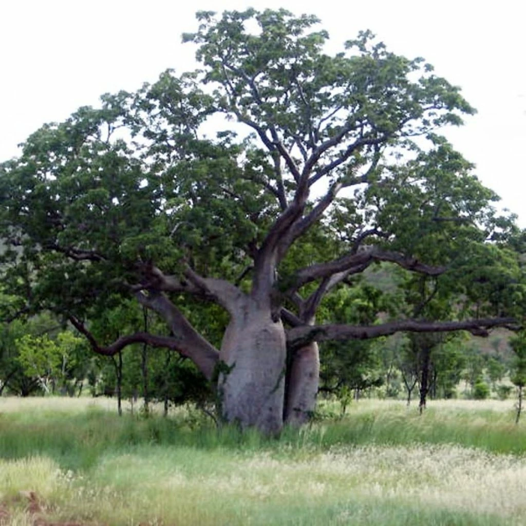 Adansonia Gregorii - Petit Baobab Australien 1 Adansonia Gregorii - Petit Baobab Australien