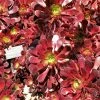 Aeonium Arboreum Garnet - Aeonium En Arbre -Jardin De Fleurs Magasin Aeonium arboreum Garnet Aeonium en arbre LD 18016 1