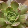 Aeonium Occidentale -Jardin De Fleurs Magasin Aeonium occidentale V 18020 1