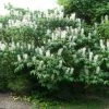 Aesculus Parviflora - Pavier Blanc -Jardin De Fleurs Magasin Aesculus parviflora ld wlcutler 781554 1