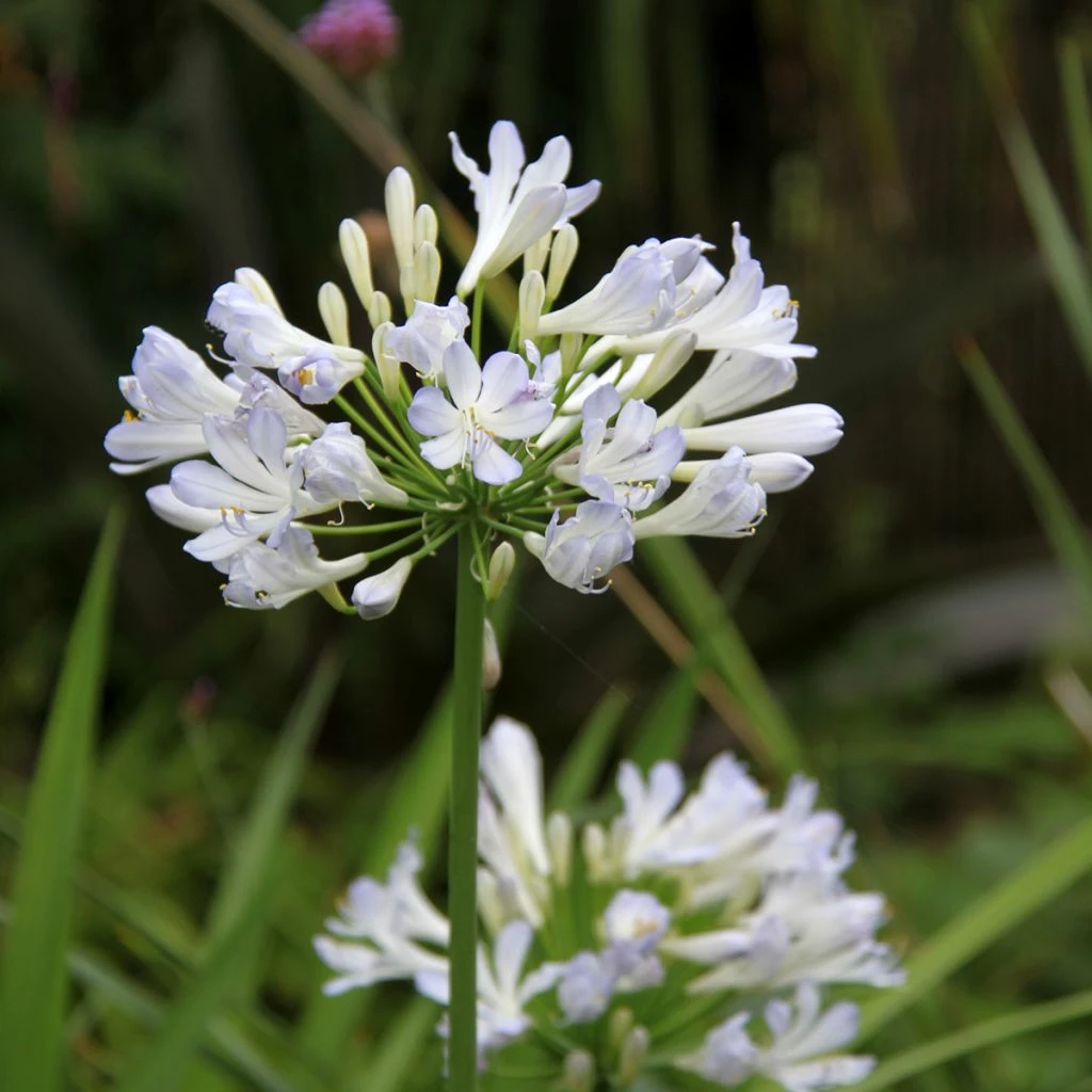 Agapanthe Phantom 1 Agapanthe Phantom