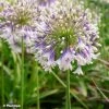 Agapanthe Hybride Fireworks -Jardin De Fleurs Magasin Agapanthus Fireworks 88871 3