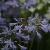 Agapanthe Lapis Lazuli -Jardin De Fleurs Magasin Agapanthus Lapis Lazuli 81459 1