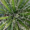 Agave Filifera -Jardin De Fleurs Magasin Agave filifera copyright 832202 1