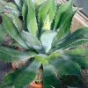 Agave Parryi Neomexicana -Jardin De Fleurs Magasin Agave parryi neomexicana 83226 1