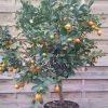 Calamondin - Citrus Madurensis (mitis) -Jardin De Fleurs Magasin Agrume Calamondin 79065 1