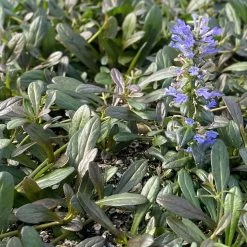 Ajuga Noble Nightingale - Bugle Rampante