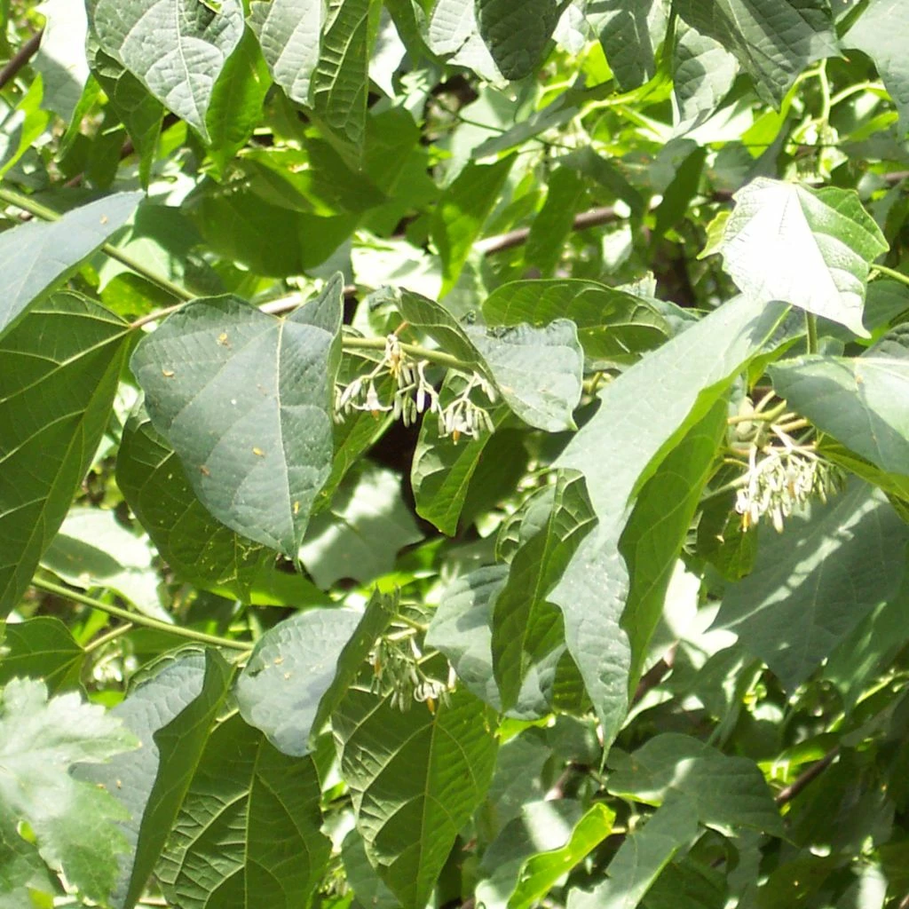 Alangium Platanifolium 1 Alangium Platanifolium