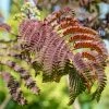 Albizia Julibrissin Evey's Pride - Arbre De Soie -Jardin De Fleurs Magasin Albizia julibrissin Evey s Pride copyright 1000641 FE