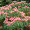 Albizia Julibrissin Ombrella - Arbre Ã  Soie -Jardin De Fleurs Magasin Albizia julibrissin Ombrella ld wlcutler 781540 1