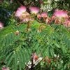 Albizia Julibrissin Rosea - Arbre Ã  Soie Rose