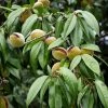 Amandier Nain Autofertile Fruit Me Almond Me - Prunus Dulcis -Jardin De Fleurs Magasin Amandier nain autofertile Fruit me Almond me Prunus dulcis copyright 16221 1