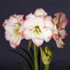 Amaryllis Amadeus Candy - Hippeastrum -Jardin De Fleurs Magasin Amaryllis Amadeus Candy Hippeastrum 15922 1