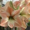 Amaryllis Apricot Parfait