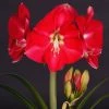 Amaryllis Candy Cream (Candy Queen) - Hippeastrum -Jardin De Fleurs Magasin Amaryllis Candy Cream Candy Queen Hippeastrum IF 17548 1