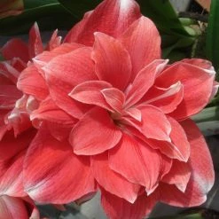 Amaryllis Double Dream