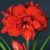Amaryllis Double King - Hippeastrum -Jardin De Fleurs Magasin Amaryllis Double King 15252 1 1