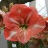 Amaryllis Faro* -Jardin De Fleurs Magasin Amaryllis Faro 56606 1