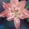 Amaryllis Double Lady Jane -Jardin De Fleurs Magasin Amaryllis Lady Jane LD alljengi 56977 1