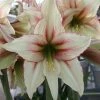 Amaryllis Magic Green -Jardin De Fleurs Magasin Amaryllis Magic Green 56614 1
