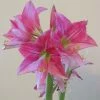 Amaryllis Neon -Jardin De Fleurs Magasin Amaryllis Neon 87545 1