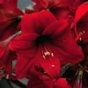 Amaryllis Rapido -Jardin De Fleurs Magasin Amaryllis Rapido 56972 1