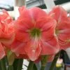 Amaryllis Rosalie -Jardin De Fleurs Magasin Amaryllis Rosalie 82461 1