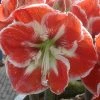 Amaryllis Samba -Jardin De Fleurs Magasin Amaryllis Samba 56995 1 1