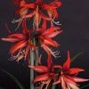 Amaryllis Sumatra - Hippeastrum Cybister -Jardin De Fleurs Magasin Amaryllis Sumatra Hippeastrum 15931 1