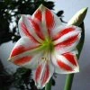Amaryllis Clown -Jardin De Fleurs Magasin Amaryllis Sydney LD Ting Chen 56976 1