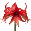 Amaryllis Cybester Bogota -Jardin De Fleurs Magasin Amaryllis cybister Bogota shutterstock 56979 1