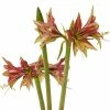 Amaryllis Cybister Mystica - Hippeastrum -Jardin De Fleurs Magasin Amaryllis cybister mystica hippeastrum copyright 15925 1 1