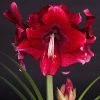 Amaryllis Daphne - Hippeastrum -Jardin De Fleurs Magasin Amaryllis daphne 15923 1