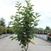 Amelanchier Canadensis Rainbow Pillar -Jardin De Fleurs Magasin Amelanchier canadensis RAINBOW PILLAR 83941 1