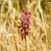 Anacamptis Sancta, Orchis SacrÃ© - OrchidÃ©e Vivace -Jardin De Fleurs Magasin Anacamptis sancta Orchis sacre Orchidee vivace copyright 18954 1