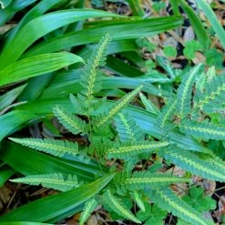 Arachniodes Simplicior - FougÃ¨re Persistante