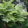 Aralia Elata Golden Umbrella - AngÃ©lique En Arbre -Jardin De Fleurs Magasin Aralia elata Aureovariegata 81414 1