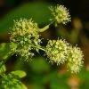 Aralia Nudicaulis - Aralie Ã  Tige Nue -Jardin De Fleurs Magasin Aralia nudicaulis 87128 1