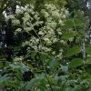 Aralia Spinosa - AngÃ©lique Ã©pineuse