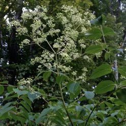 Aralia Spinosa - AngÃ©lique Ã©pineuse