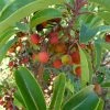Arbutus Andrachne - Arbousier De Chypre -Jardin De Fleurs Magasin Arbutus andrachne 83945 1