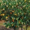 Arbutus Unedo Atlantic - Arbousier 3 Arbutus Unedo Atlantic - Arbousier -Jardin De Fleurs Magasin Arbutus unedo 82783 1