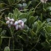 Arctostaphylos Uva-ursi - Raisin D'ours -Jardin De Fleurs Magasin Arctostaphylos uva 83946 1