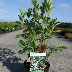 Aronia Melanocarpa Professor Ed - Aronie Ã  Fruits Noirs
