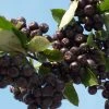 Aronia Prunifolia Nero - Aronie Ã  Gros Fruits. -Jardin De Fleurs Magasin Aronia prunifolia Nero 85481 1