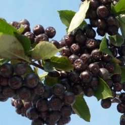 Aronia Prunifolia Nero - Aronie Ã  Gros Fruits.
