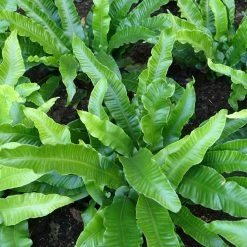 Asplenium Scolopendrium Angustifolia - FougÃ¨re Scolopendre