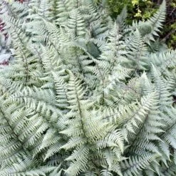 Athyrium Ghost - FougÃ¨re Femelle Hybride