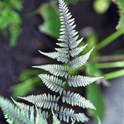 Athyrium Niponicum Pictum Metallicum - FougÃ¨re Femelle Japonaise